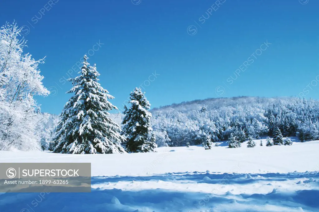 Canada, Quebec, Laurentian Mountains, Snow Covered Pine Trees