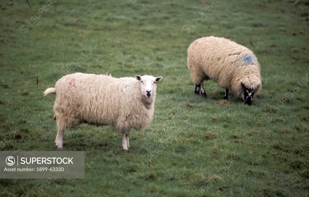 Sheep In Meadow. Powys, Wales.