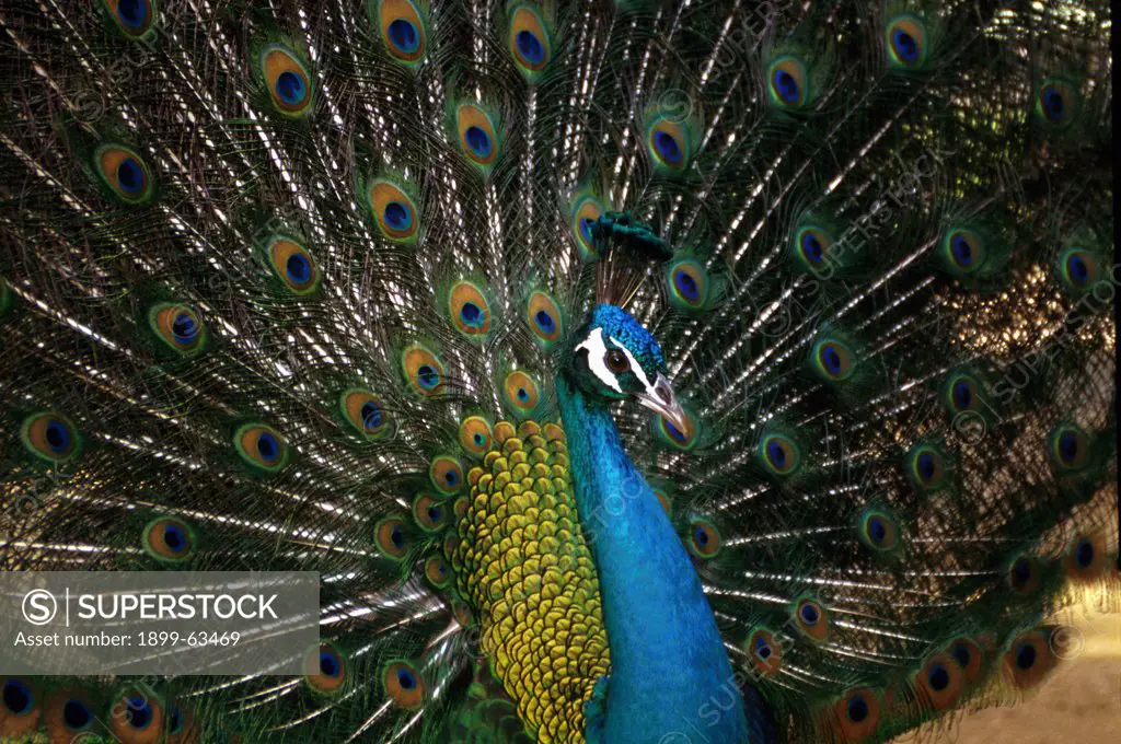 Hawaii, Oahu, Waimea Falls Park. Male Peacock Displaying Feathers.
