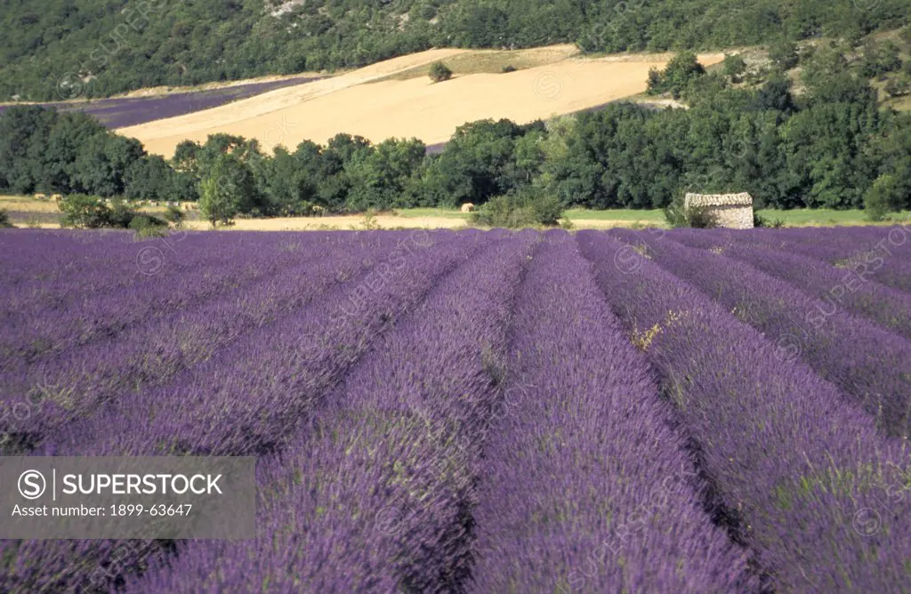 France, Provence. Lavender Field, Along The D401 Road, Montsalier