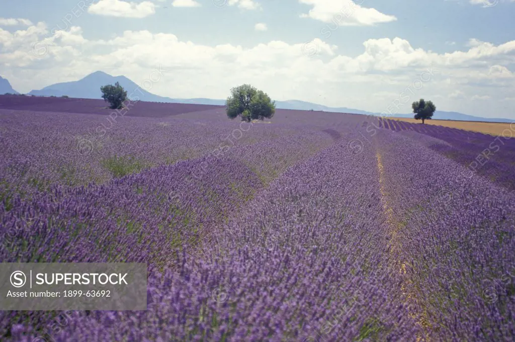 France, Haute-Provence. Valensole Region. Lavender Field, Along The D8 Road.