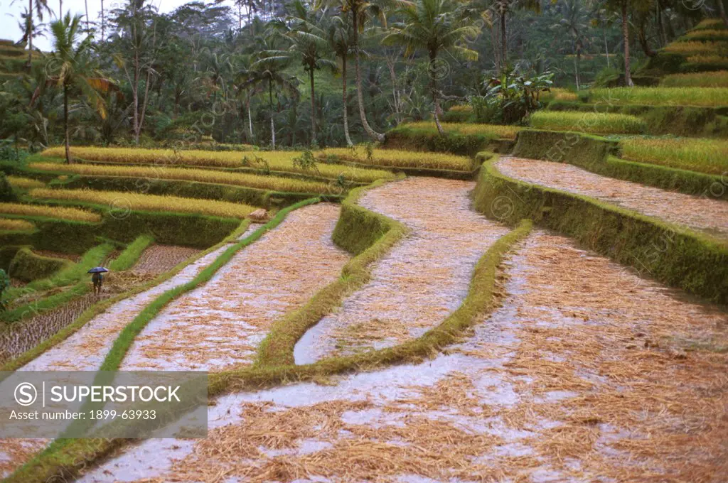 Indonesia. Bali. Gunung Kawi. Rice Terraces.