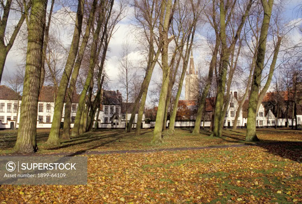 Belgium, Brugge. Begijnhof. Trees And Autumn Leaves