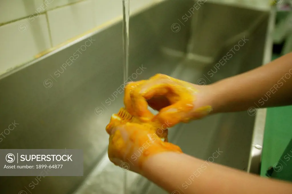 Surgeon washing hands with anti-bacterial soap prior