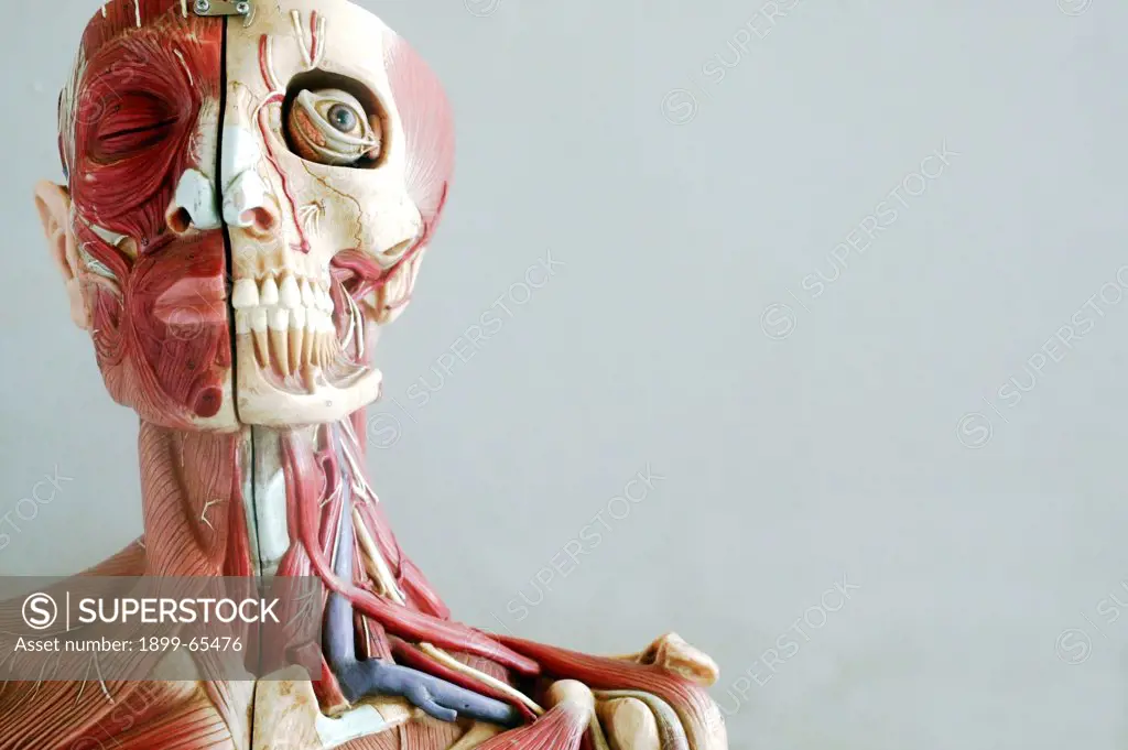 Anatomical model showing muscles and veins of head and neck
