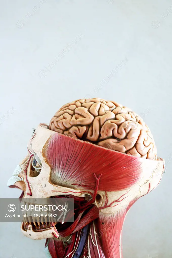 Anatomical model of head, top half of head is sliced open