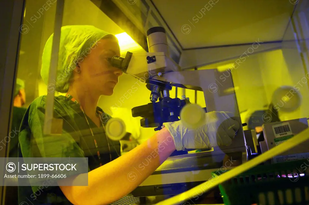 Lab assistant processing sperm, ready for egg fertilization