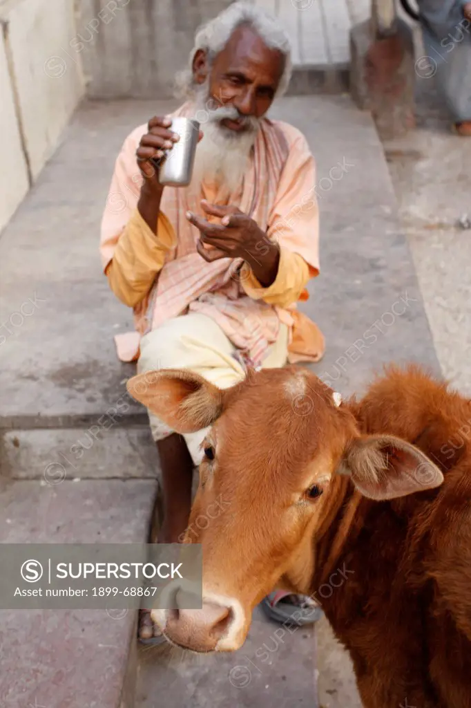Sadhu and holy cow