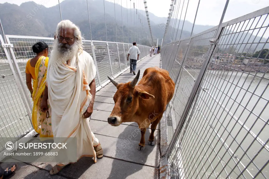 Holy cow on Ram Jula bridge