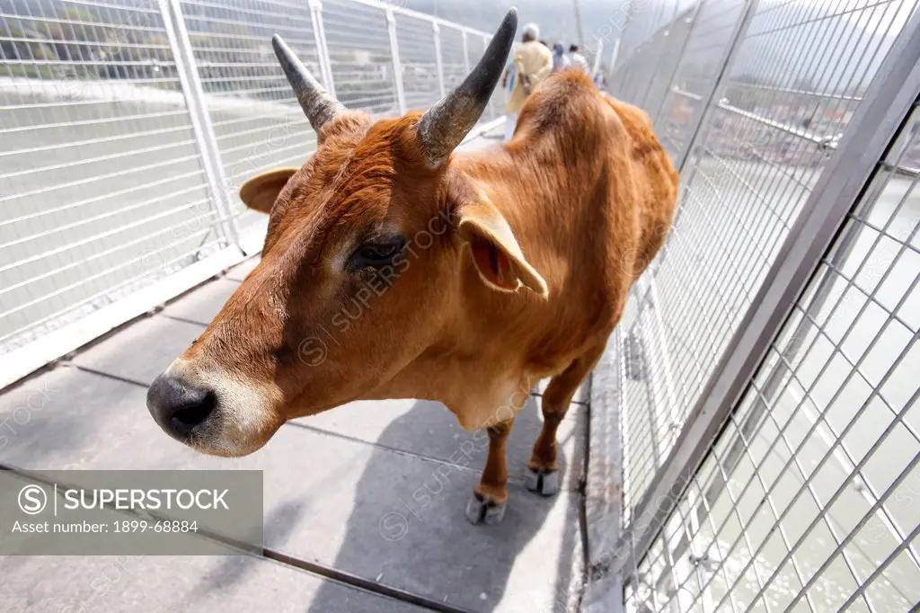 Holy cow on Ram Jula bridge