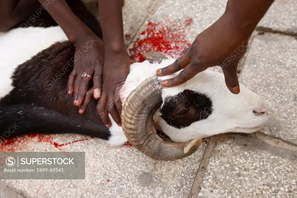 Tabaski festival : sheep slaughtered after the Eid prayer