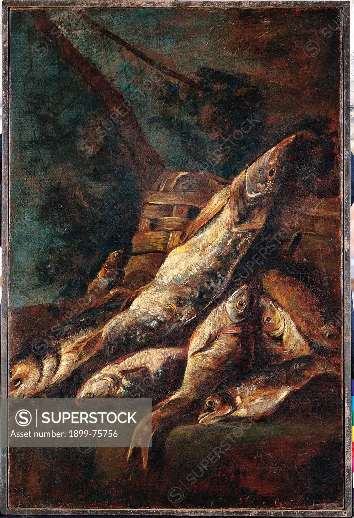 Fishes - Still Life (Pesci - Natura morta), by Giovanni Crivelli known as Crivellino, 18th Century, oil on canvas, 74 x 50 cm
