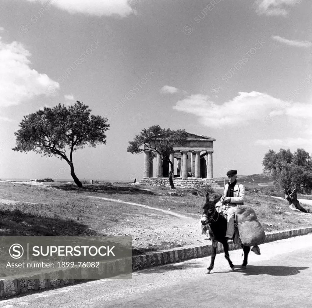 A Sicilian man riding a donkey loaded with hay is moving away from the Greek Temple of Concordia. Agrigento, 1955.
