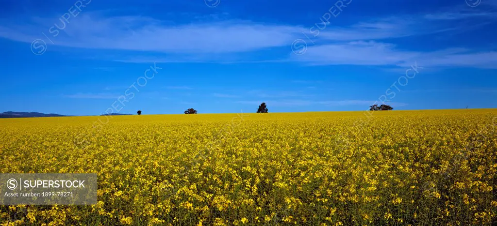 Canola field in bloom Central New South Wales, Australia