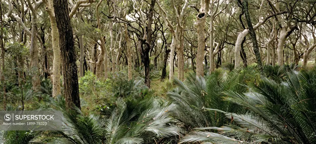 Spotted gums with Cycads in foreground, Murramarang National Park, New South Wales, Australia