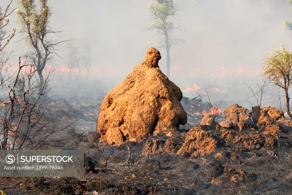 A termite mound untouched by a bushfire Kimberley region, Western Australia