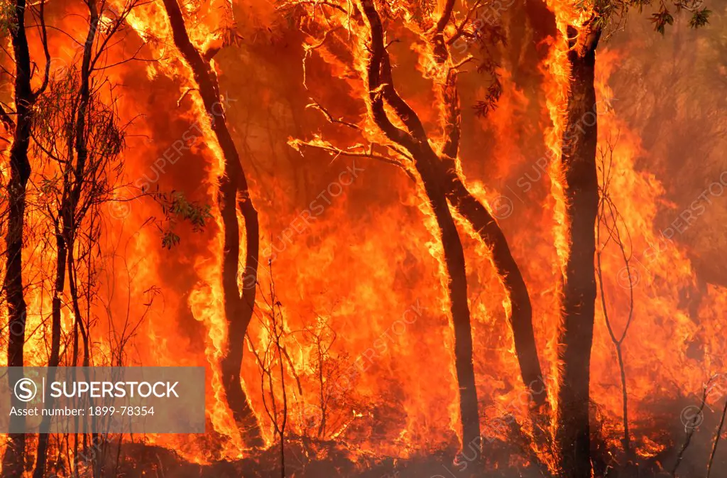 A raging bushfire, Kimberley region, Western Australia