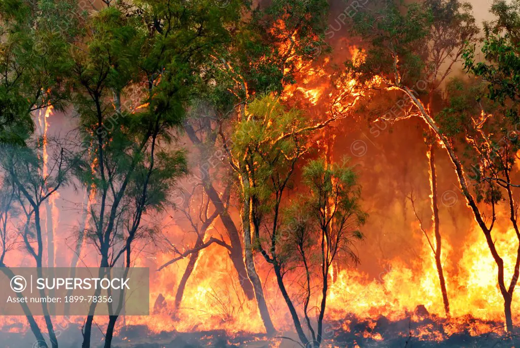 A raging bushfire, Kimberley region, Western Australia