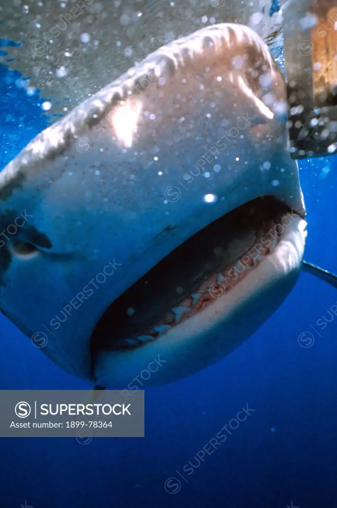 Great white shark Australia