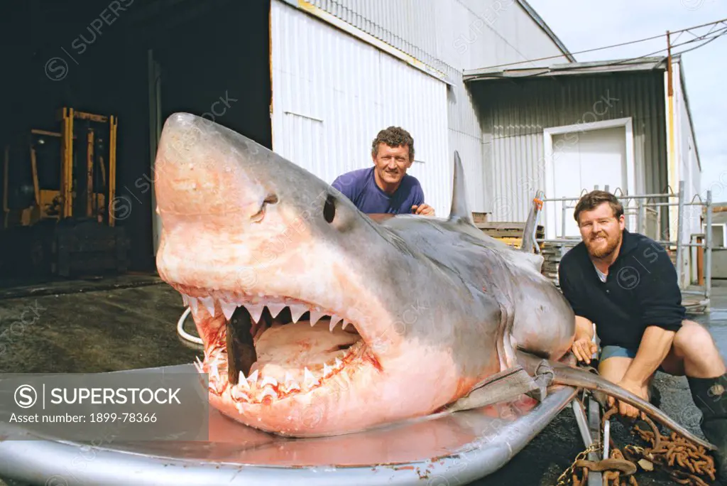 Great white shark with Fishermen Albany, Western Australia