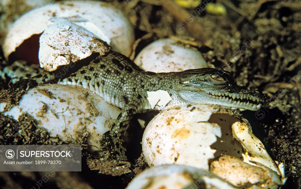 Estuarine Crocodile Hatchling Emerging from Egg Northern Territory, Australia