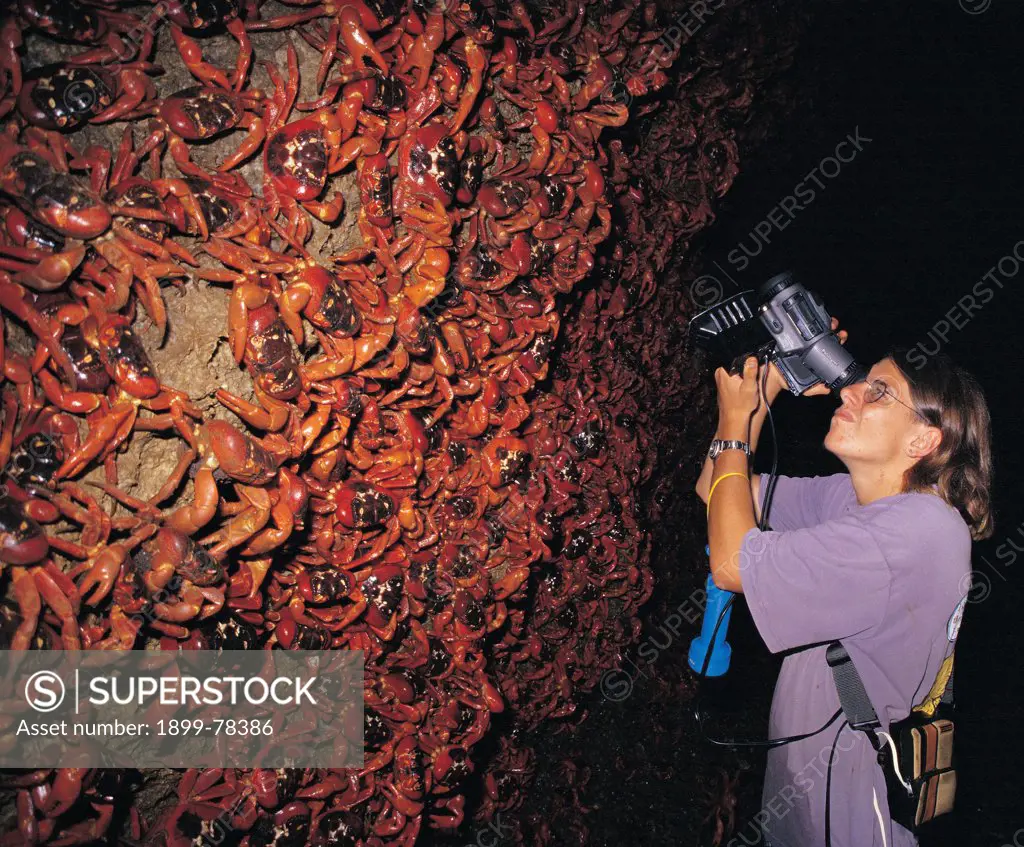 Migrating Christmas Island red crabs Christmas Island, Indian Ocean; Australian Territory