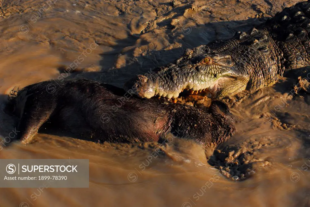 Estuarine crocodile Eating Feral Pig Adelaide River, Northern Territory, Australia