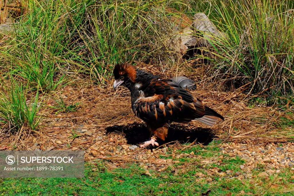 Wedge-tailed eagle in nest of Saltwater crocodile,preying on eggs Corroboree Billabong, Top End, Northern Territory, Australia