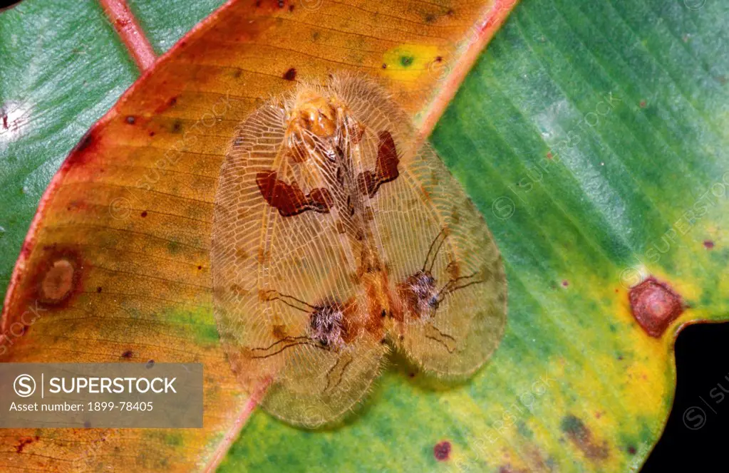 Ornate lacewing on leaf, Australia