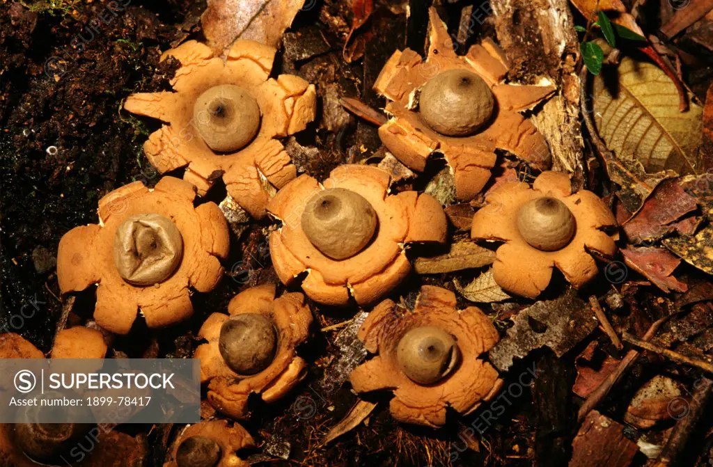 Earthstar fungus its outer segments open when wet and close when dry, Australia