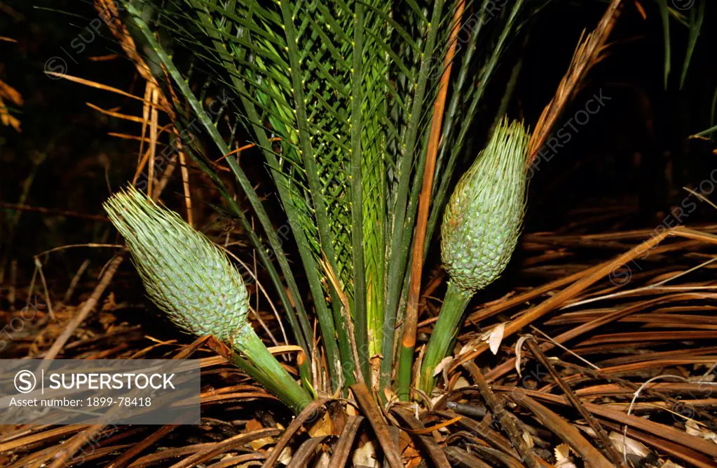 A cycad developing cones, Australia