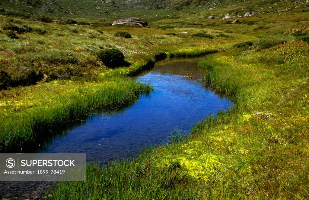 Sphagnum bog and stream alpine habitat, Kosciuszko National Park, New South Wales, Australia