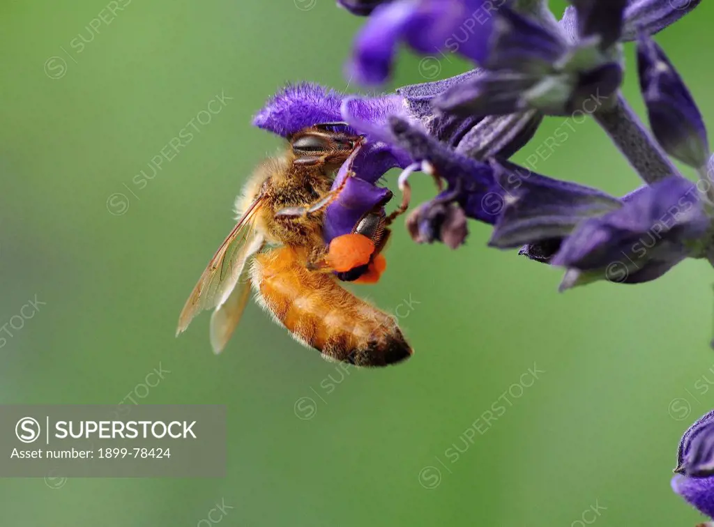 Honeybee collecting nectar and pollen from Salvia flowers, Indigo Spires, Wauchope, New South Wales, Australia