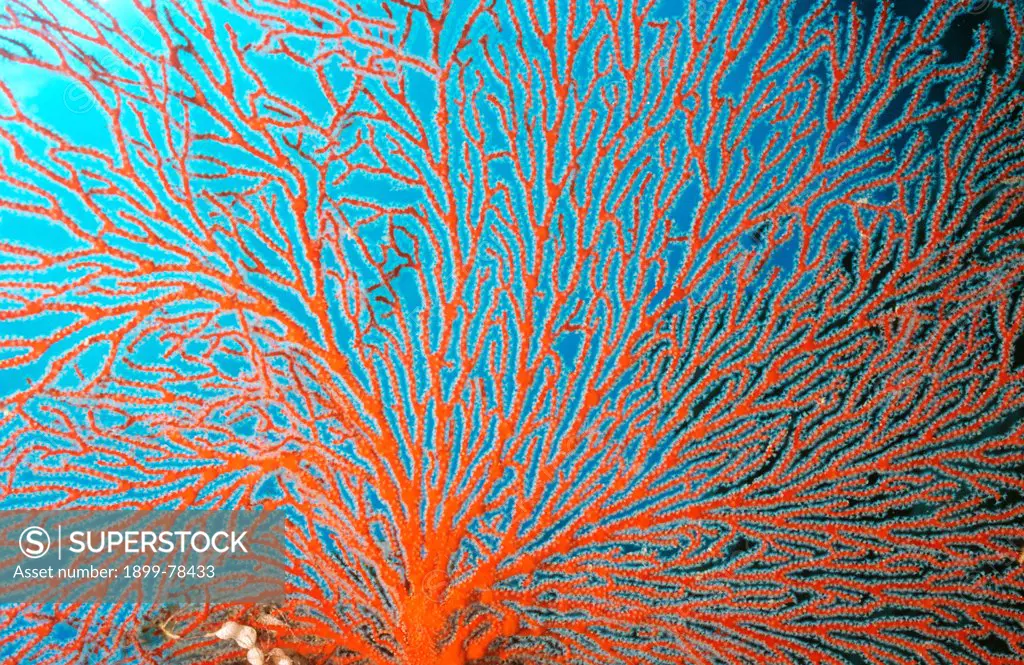 Sea fan the fine network of arms bear numerous polyps that filter their food from passing water currents, Great Barrier Reef, Queensland, Australia