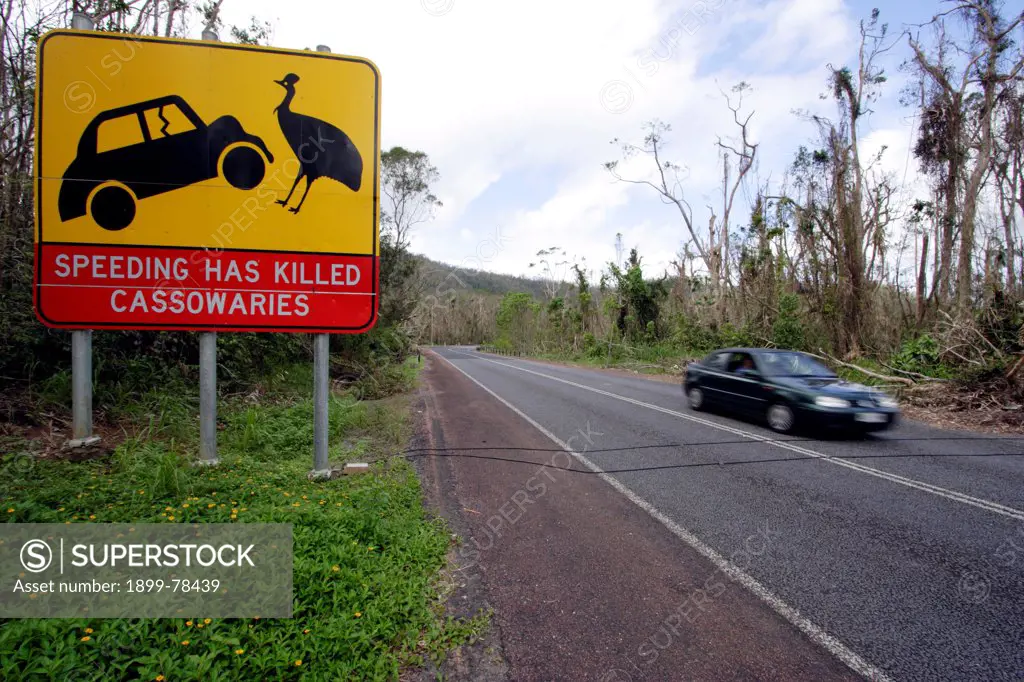 Road sign to protect Cassowaries, Tam O Shanter State Forest, Queensland, Australia
