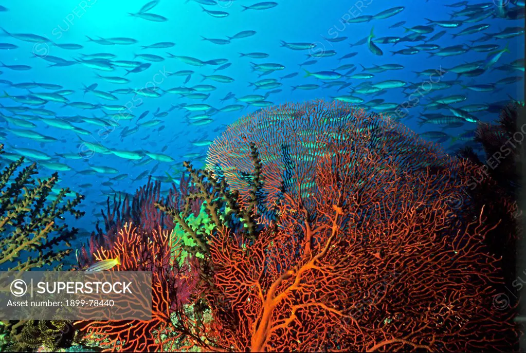 Fusiliers school swimming past fan corals,Gorgonacea, and hard corals,Tubastrea macrantha, Solomon Islands