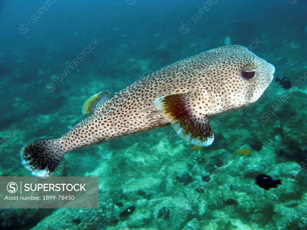 Spot-fin porcupinefish can grow to 90 cm long, Poisonous, Julian Rocks, Byron Bay, New South Wales, Australia