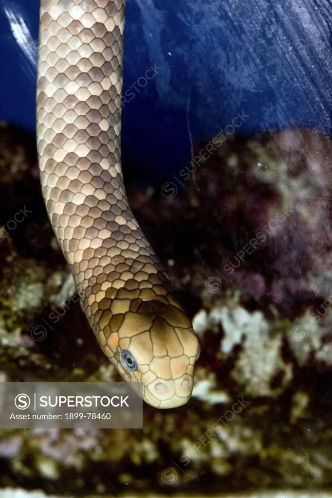 Olive sea snake two days old Reef HQ Aquarium, Townsville, Queensland, Australia