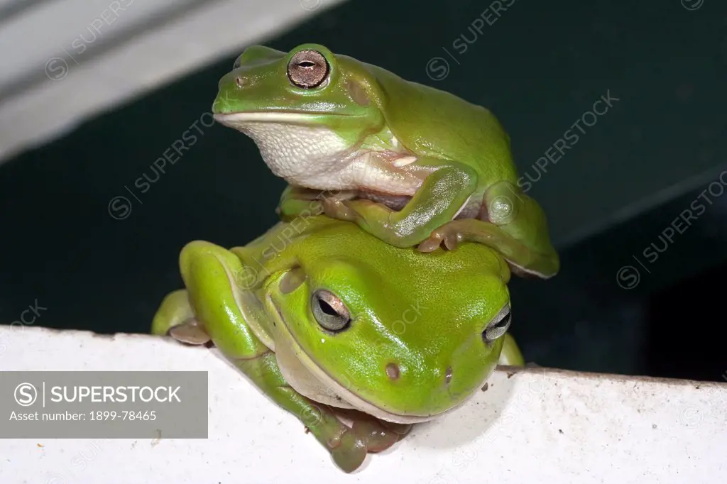 Green tree frogs pair, Townsville, Queensland, Australia