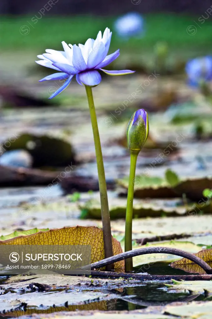 Blue water lily naturalized species, Macknade Wetland, near Ingham, North Queensland, Australia