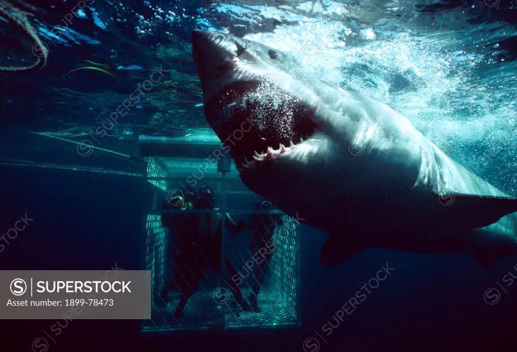 Great white shark and caged divers, Dangerous Reef, South Australia