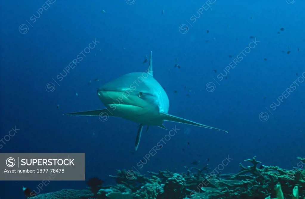 Silvertip shark North Queensland, Australia