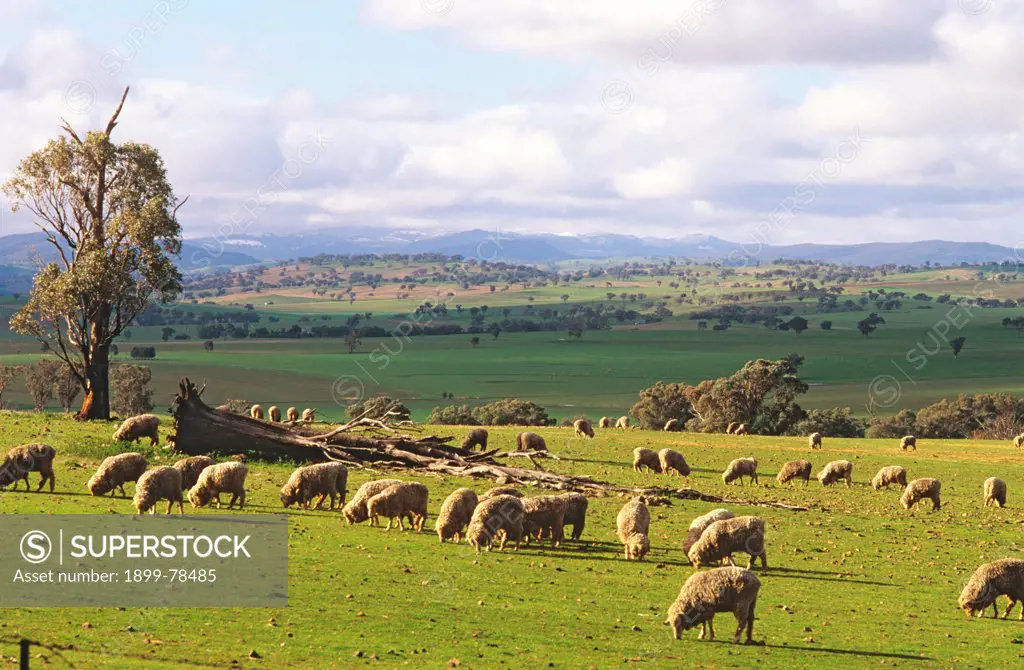 Sheep grazing near Cowra, New South Wales, Australia