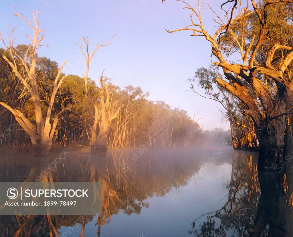 River red gums, Billabong at Coononcoocabil Lagoon, Murrumbidgee River, New South Wales, Australia
