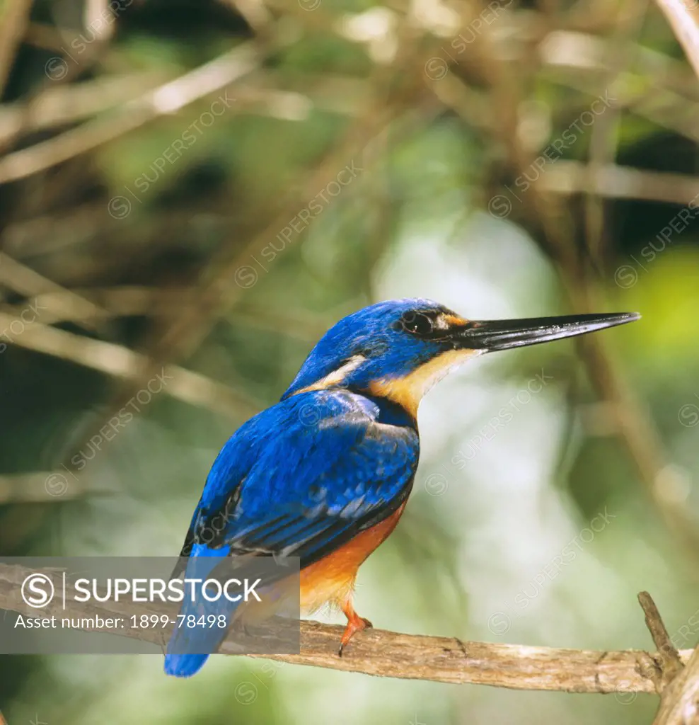 Azure kingfisher shows off its brilliant back as it sits quietly beside a small rainforest stream waiting to dive on the aquatic life below, D Aguilar Range, southeast Queensland, Australia