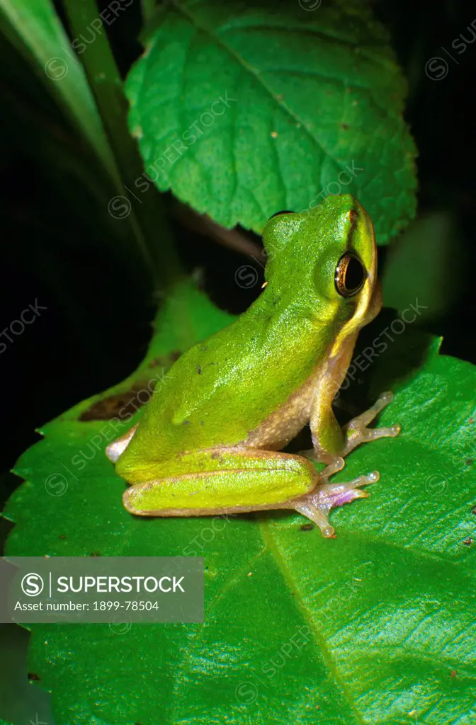 Eastern dwarf tree frog Edmund Kennedy, Girramay National Park, northern Queensland, Australia