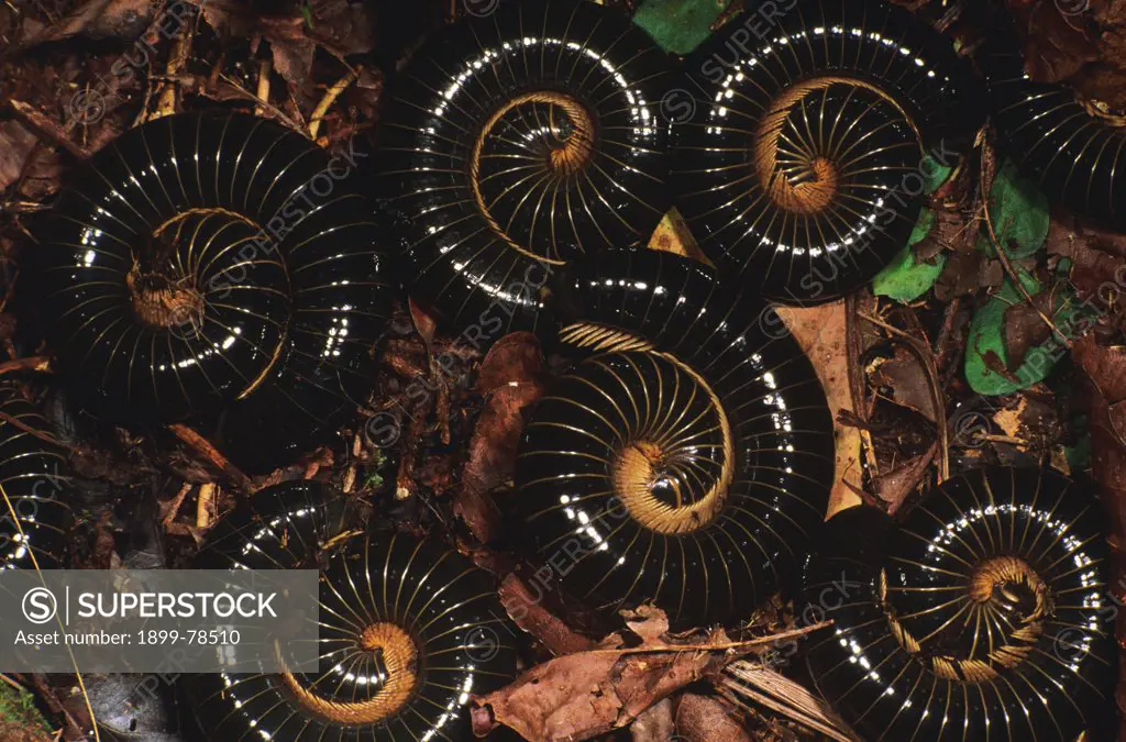 Large millipedes common detritivores on rainforest floor, Gunung Mera Nature Reserve, West Papua, Indonesia