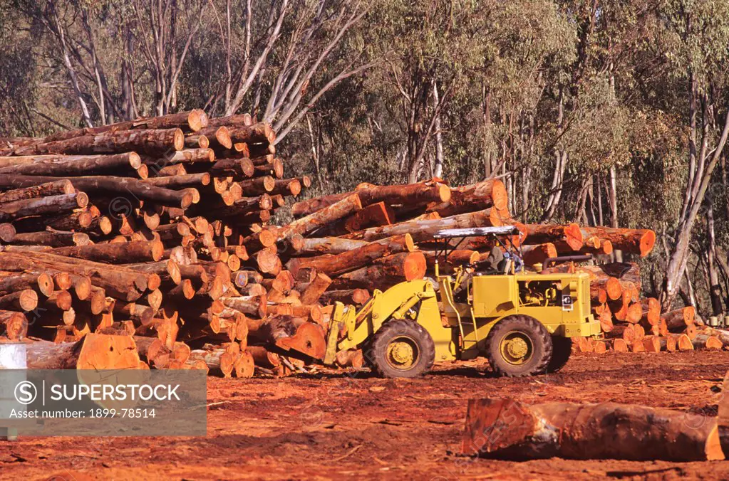 River red gum logs awaiting sawmilling, Narrandera Mill on the Murrumbidgee River, New South Wales, Australia