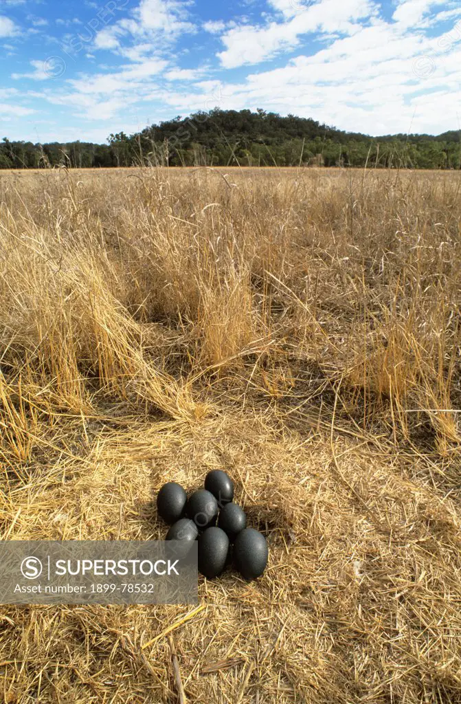 Emu nest with the male s collection of eggs, Upper Warrego River valley, Central Queensland, Australia