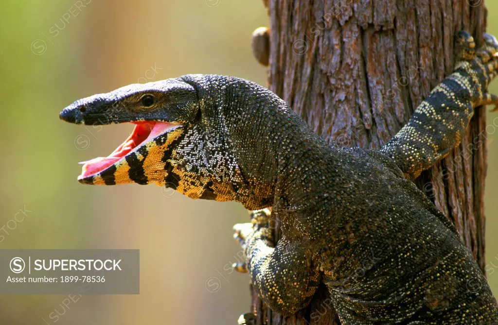 Lace monitor roars defiance as it clings to the bark of a Red stringybark tree, Tarcutta Hills, southern New South Wales, Australia